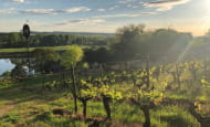 Domaine Charles Joguet - Chinon vineyard - Sazilly, France.