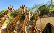 5-Girafes © Bioparc - S. Gaudard