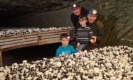 LE-PUY-NOTRE-DAME-La cave vivante du champignon