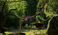 8-Sanctuaire des okapis © Bioparc