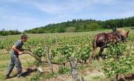 Béatrice et Pascal Lambert - Chinon vineyard - Cravant-les-Coteaux, France.