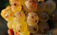 domaine-de-la-noblaie-raisins-chenin
