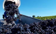Béatrice et Pascal Lambert - Grape harvest - Biodynamic Chinon wines