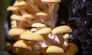 ACVL-SAUMUR-Musee-du-champignon-Pleurotes-jaunes