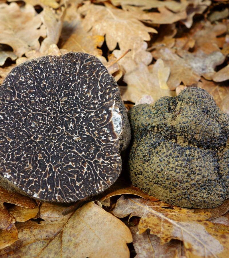 black truffle (tuber melanosporum)